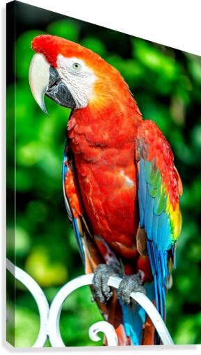 Red Macaw Canvas Print