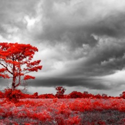Red Tree