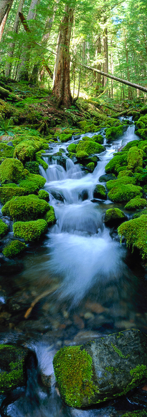 Rain Forest Runoff Print
