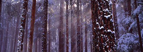 Solstice Print