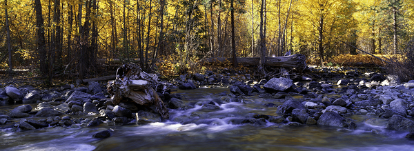 Golden Reverie by John Shephard