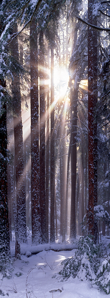 Solstice Vertical Print