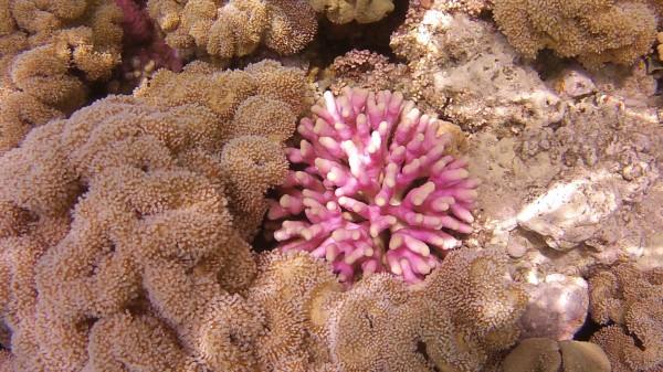 Red Sea Corals by Art by ClaudiaKobler