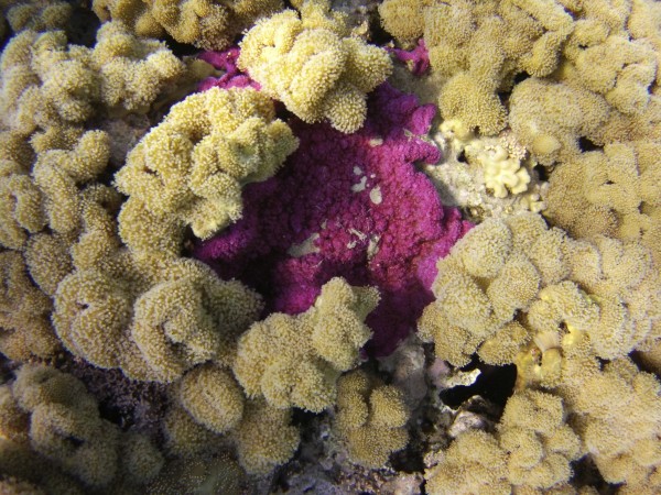 Red Sea Corals by Art by ClaudiaKobler