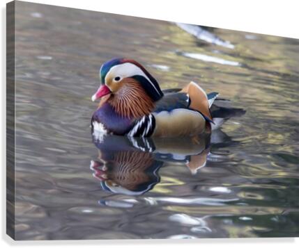 Mandarin duck Canvas Print