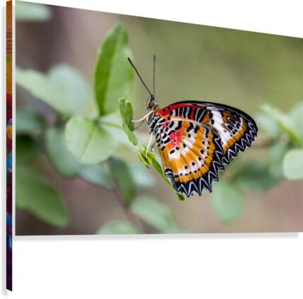 Leopard lacewing  Canvas Print