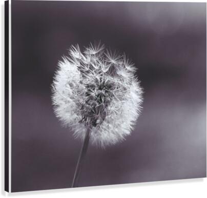 Waterfall park Canvas Print