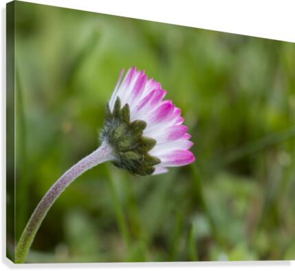 Spring flower Canvas Print