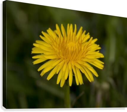 Dandelion macro Canvas Print