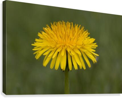 Dandelion macro Canvas Print