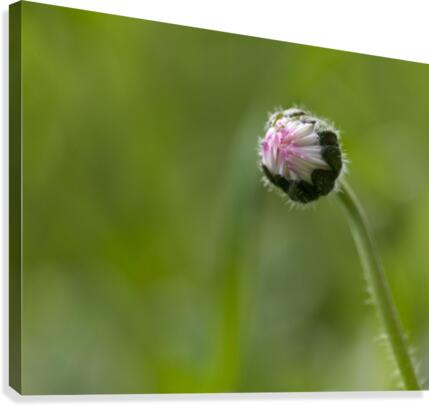 Flower bud Canvas Print