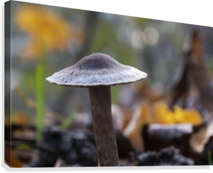 Mushrooms Canvas Print