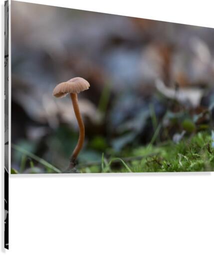 Mushrooms Canvas Print