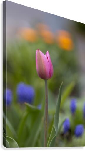 Tulip Canvas Print