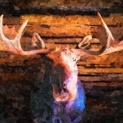 MOOSE MOONY