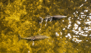 SWFL Dolphins 2