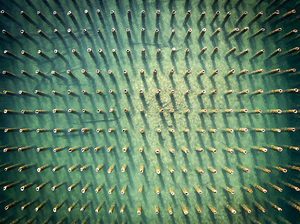 Marquette MI Old Marina Pilings