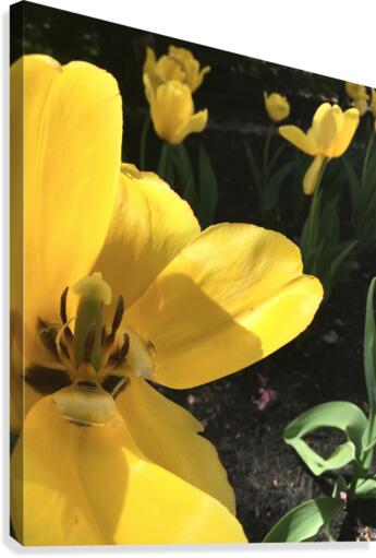 Summer Canvas Print