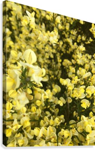 Primavera Yellow Canvas Print