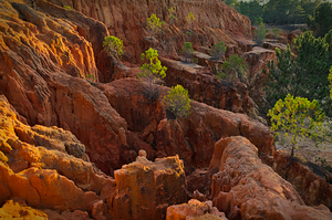 Little Pine Trees Growing on the Valley Cliffs
