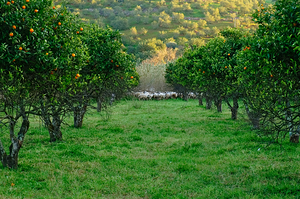 Bucolic Algarve