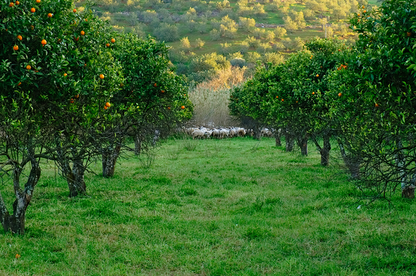 Bucolic Algarve by Angelo DeVal