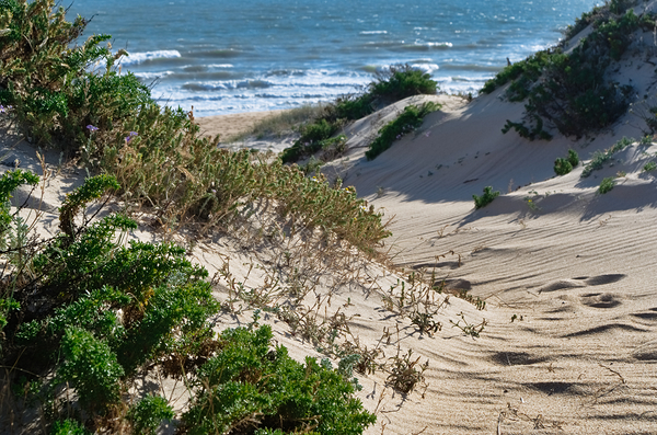 From Dunes to Sea by Angelo DeVal