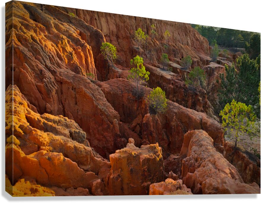 Little Pine Trees Growing on the Valley Cliffs Canvas Print