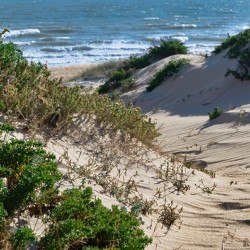 From Dunes to Sea