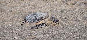 Turtle in the Sand