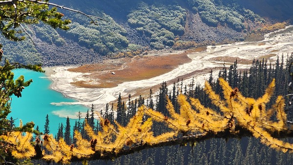 Lake Louise and Larch Trees  Print