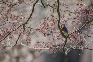 NEST SCOUTING  PF02438