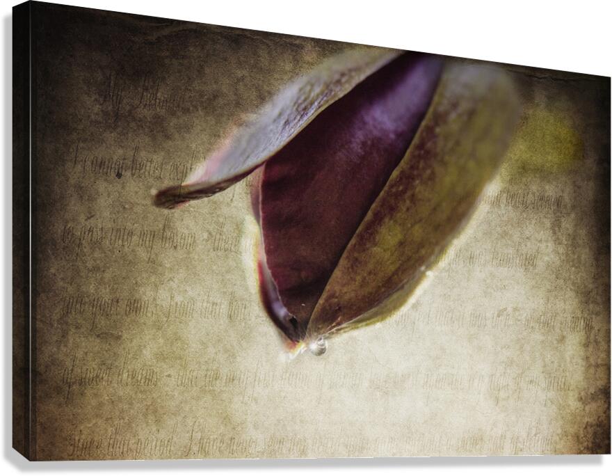 BUDDING Canvas Print