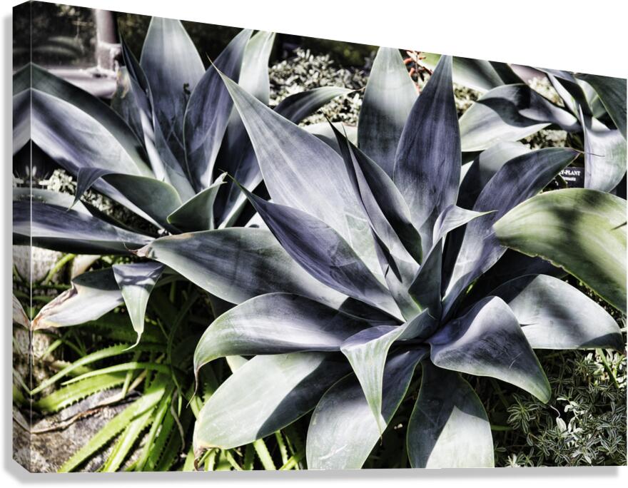 ALOE Canvas Print