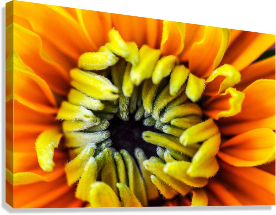 FUZZY WUZZY Canvas Print