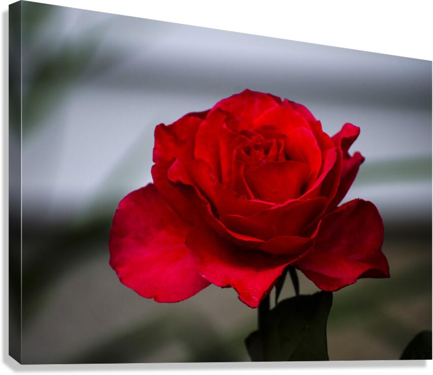 ROSIE Canvas Print