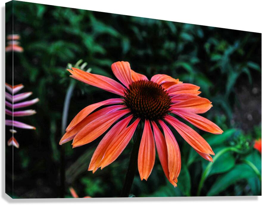 SPICY Canvas Print