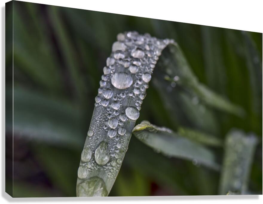 RAIN DROPS Canvas Print