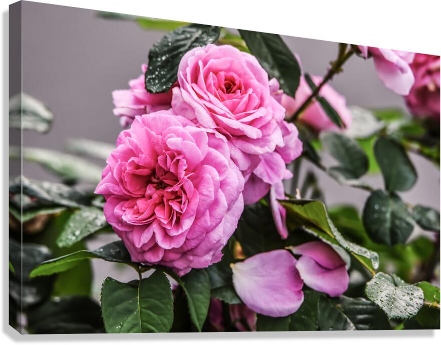 ROSY Canvas Print