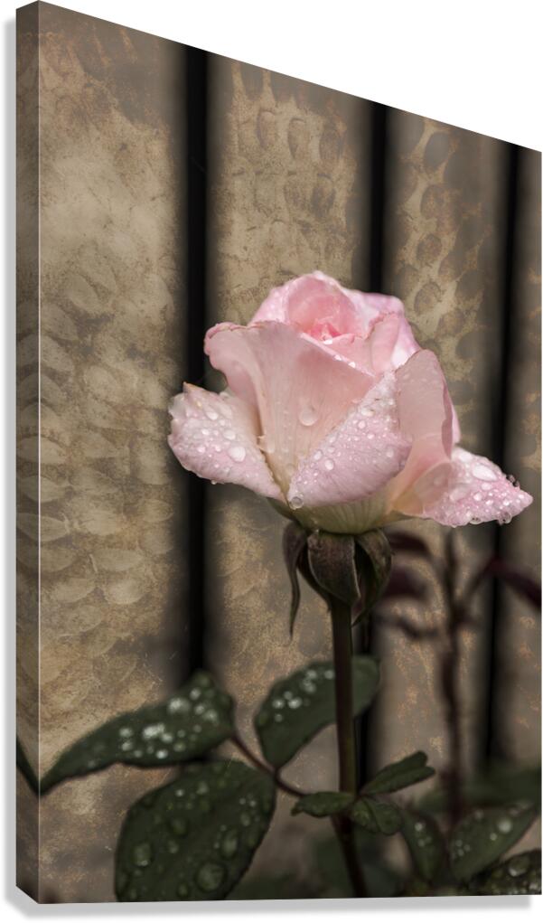 SINGLE PRISTINE Canvas Print