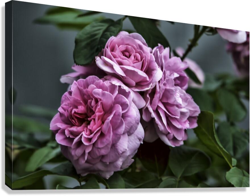 TOO ROSY Canvas Print