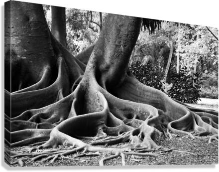 BIG ROOTS BW Canvas Print