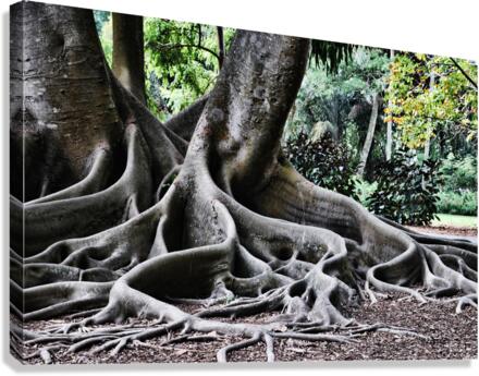 BIG ROOTS Canvas Print