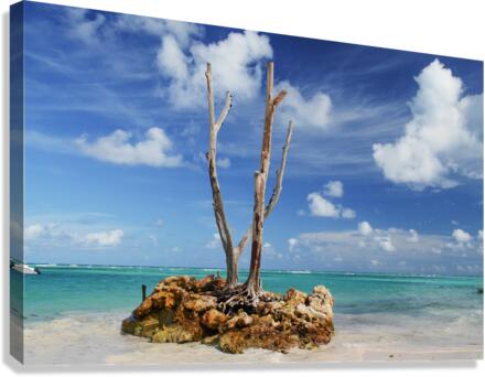 LONE TREE 2 Canvas Print