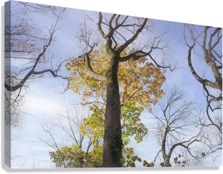 Trees-Almost Bare Canvas Print