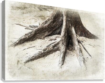 TREES-Octopus Roots Canvas Print