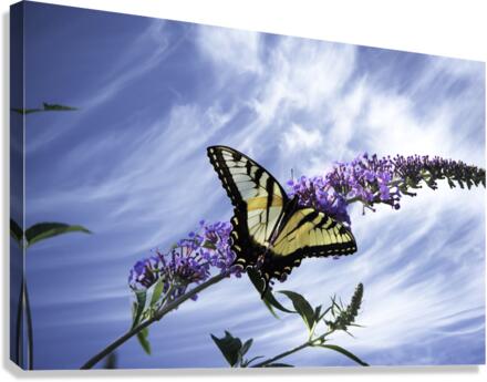 RESTING PF0 9335 Canvas Print