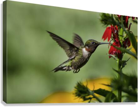 BACK FOR MORE Canvas Print
