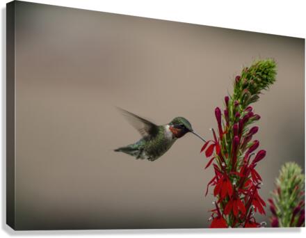 HANDSONE DUDE Canvas Print
