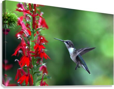 PICTURE PERFECT Canvas Print
